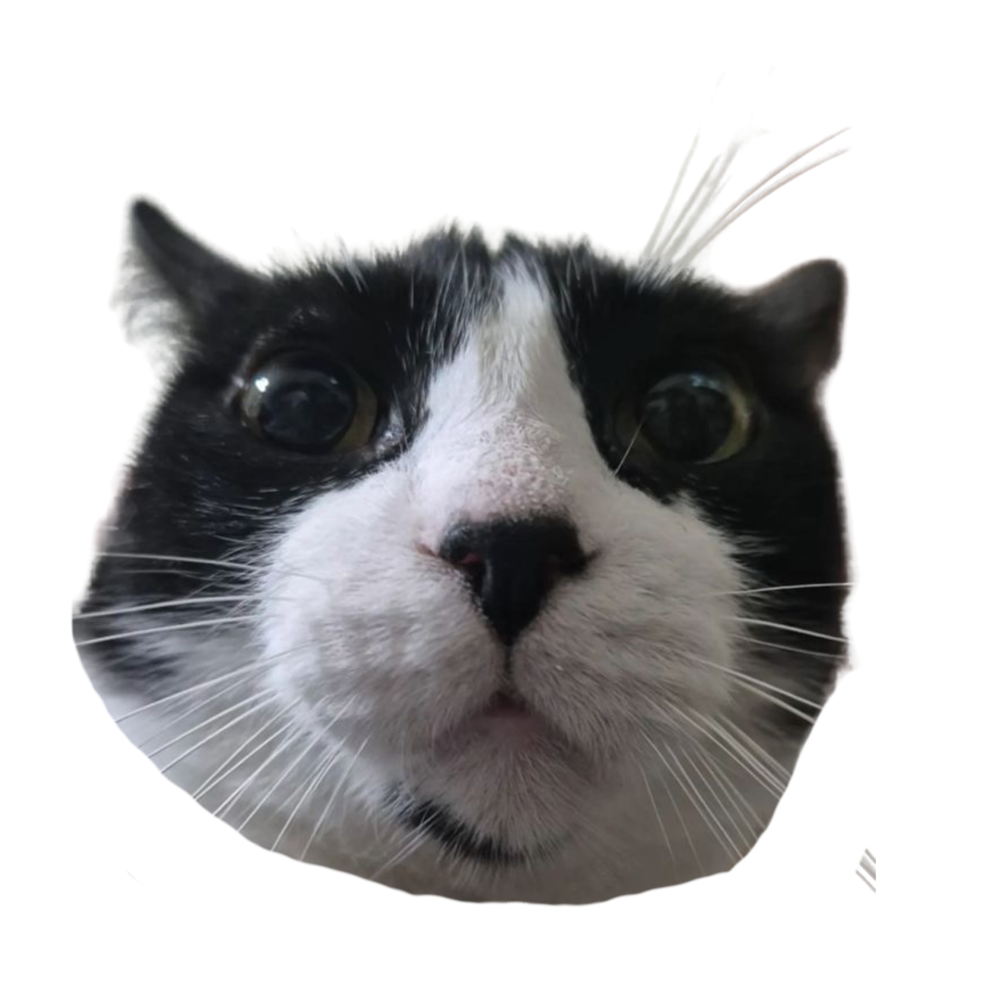 michi